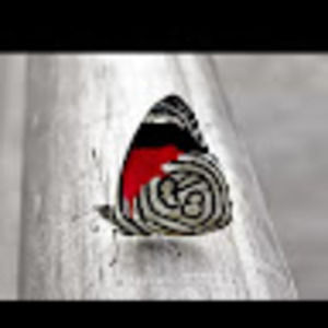 Meet your Posher, Roxanna